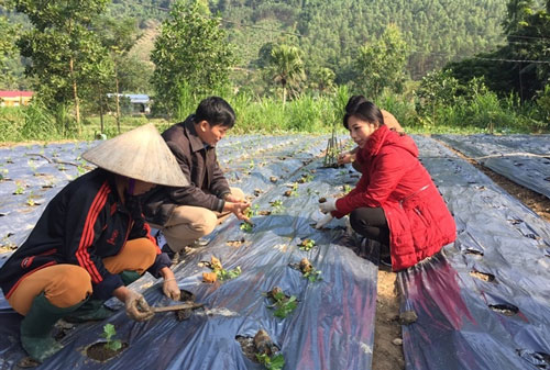 Tuyên Quang: Cà gai leo lãi gấp ba ngô, lúa