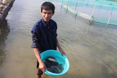Khánh Hòa: Làm giàu từ hải sâm