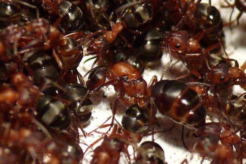 CLIP: Khám phá loài kiến kì lạ, chuyên đi đánh cắp trứng của đồng loại mang về làm ‘nô lệ’