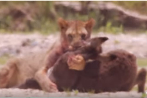 CLIP: Sư tử tấn công đàn lừa của người dân