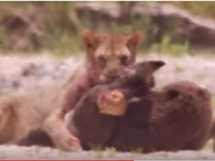 CLIP: Sư tử tấn công đàn lừa của người dân