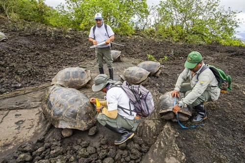 Một số cá thể rùa vừa được phát hiện. Ảnh: Công viên quốc gia Galapagos.