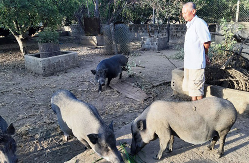 Gia Lai: Người dân Ba Na thoát nghèo nhờ nuôi lợn rừng lai