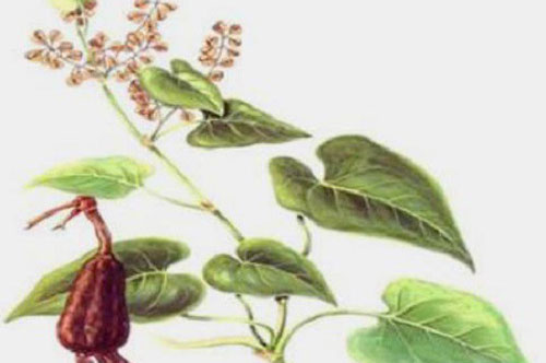 Lão y núi tản công bố vị thuốc 'thần tiên' giúp quý ông lấy lại 'sức mạnh phòng the'