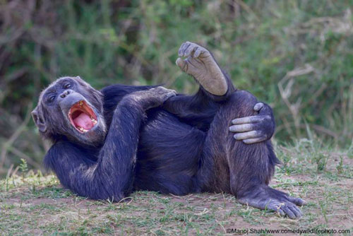 Những khoảnh khắc hài hước, đáng yêu của động vật hoang dã