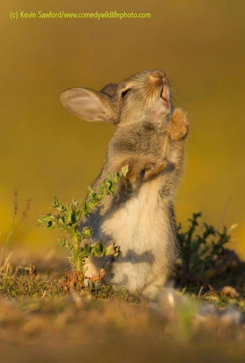 Ảnh: © Kevin Sawford/The Comedy Wildlife Photography Awards 2018