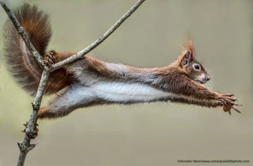 Ảnh: © Annelie Henn/The Comedy Wildlife Photography Awards 2019