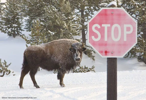 Ảnh: © Dave Valvo/The Comedy Wildlife Photography Awards 2019