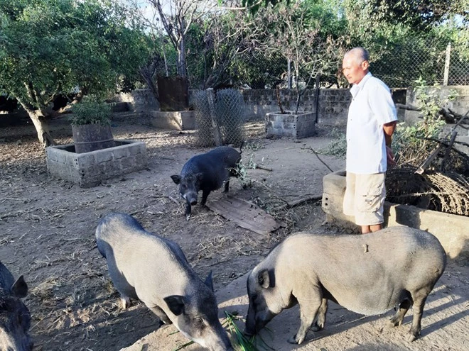 Việc nuôi lợn rừng lai của các nhóm hộ ở xã Đăk Tpang có nhiều thuận lợi khi tận dụng được nguồn phế phẩm nông nghiệp sẵn có như bí, ngô… và dồi dào như rau rừng, cỏ dại. (Ảnh minh họa: Thanh niên).