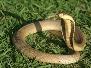 4 con giáp này năm 2020 được Thần Tài ban lộc, đếm tiền 'sái tay'