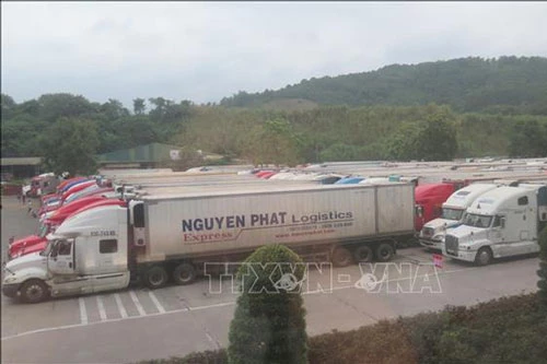 Xe chở Thanh Long thông quan qua cửa khẩu đường bộ Kim Thành (Lào Cai). (Ảnh: TTXVN)