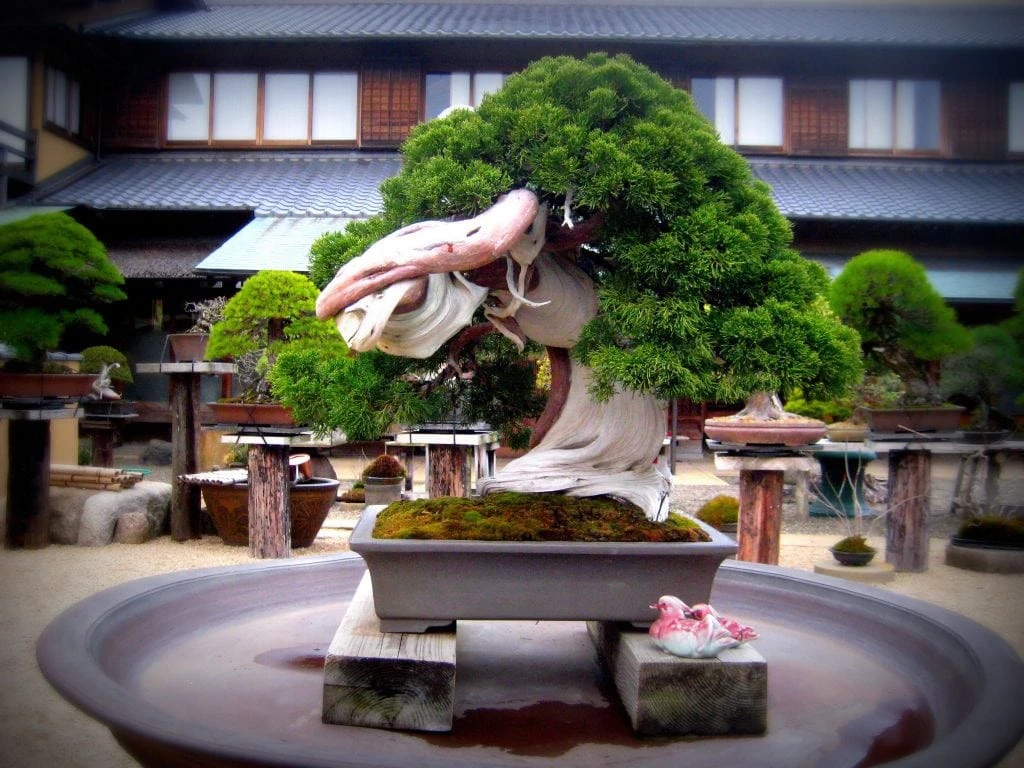 Khi được trồng và chăm sóc đúng cách, cây bonsai có thể phát triển lên tới hàng trăm năm. Và 800 năm là tuổi thọ đáng ngưỡng mộ của chậu bonsai ở Shunkaen (Nhật Bản).