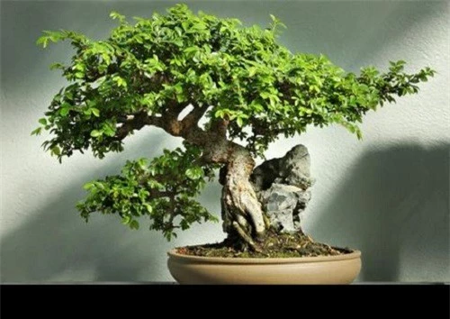 10 kiet tac bonsai dep hiem co, gia 