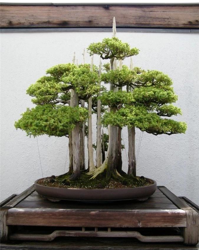 10 kiet tac bonsai dep hiem co, gia 