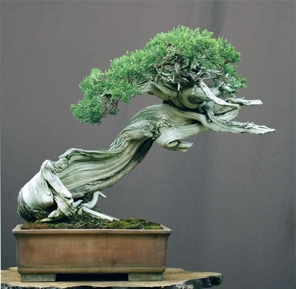 10 kiet tac bonsai dep hiem co, gia 