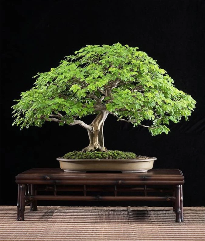 10 kiet tac bonsai dep hiem co, gia 