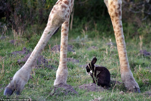 Thỏ con tinh ranh nhờ hươu cao cổ bảo vệ khỏi kẻ thù