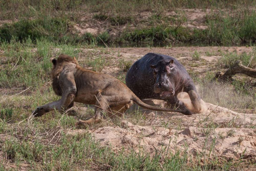 Hà mã 'chơi nhây', xông đến 'cà khịa' sư tử đang ăn xác đồng loại