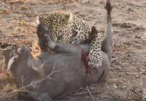 CLIP: Báo hoa mai "tung đòn hiểm"' đoạt mạng lợn bướu