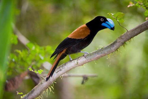 Chim sẻ Helmet Vanga đặc trưng của Madagascar./.