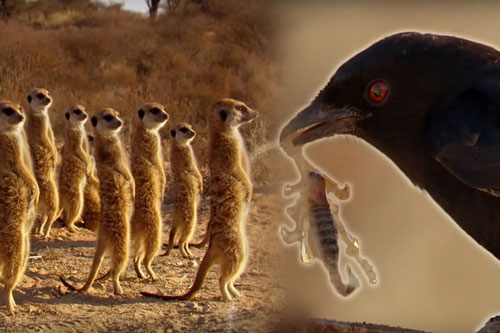  CLIP: Chèo bẻo ‘lưu manh’ dùng tuyệt kỹ kỳ lạ để đánh cắp thức ăn của cầy vằn