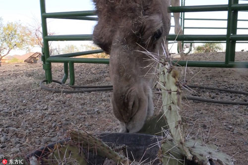 CLIP: ‘Sửng sốt’ trước cảnh lạc đà ngấu nghiến xương rồng đầy gai nhọn