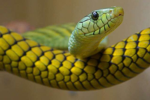 Sau tháng 1 Âm lịch, 3 con giáp này bất ngờ đổi vận, may mắn ập đến, ‘tiền đè ngộp thở’