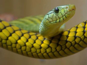 Sau tháng 1 Âm lịch, 3 con giáp này bất ngờ đổi vận, may mắn ập đến, ‘tiền đè ngộp thở’