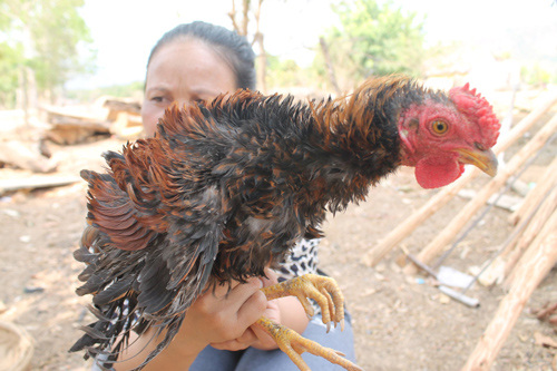 Khám phá giống gà lông ngược độc đáo của Việt Nam