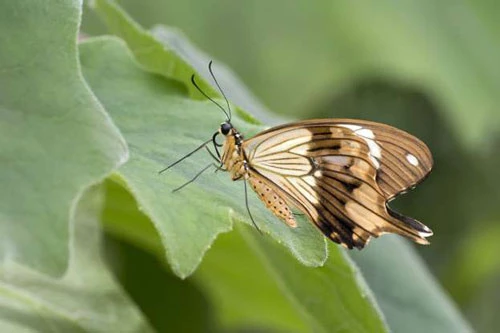 Bướm phượng châu Phi.