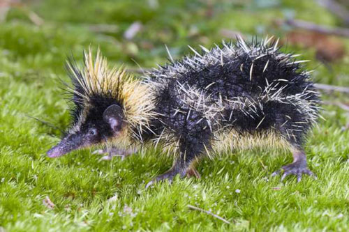 Khám phá những loài động vật kỳ lạ ở quốc đảo Madagascar