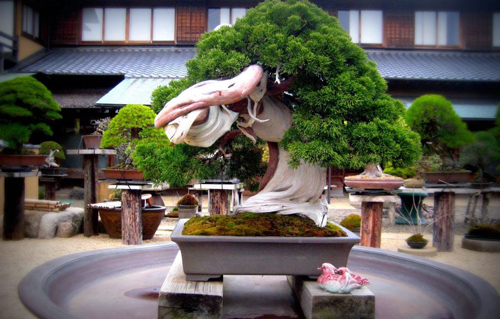 10 'kiệt tác' bonsai đẹp hiếm có, giá "vô đối"