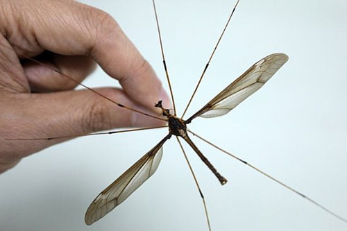 Muỗi Holorusia mikado.