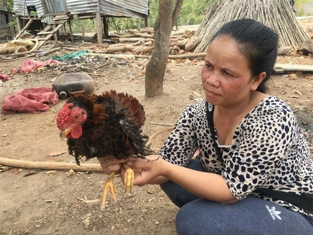 Kham pha thu vi giong ga long nguoc doc dao cua VN-Hinh-5