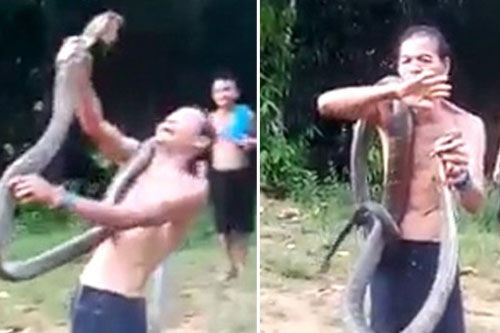 Người đàn ông chết thảm vì ‘nghịch dại’ với rắn hổ mang chúa khổng lồ