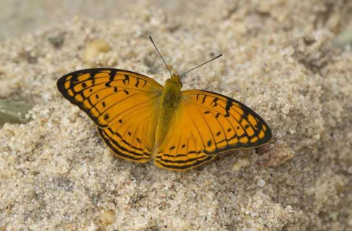 Bướm vân báo (leopard).