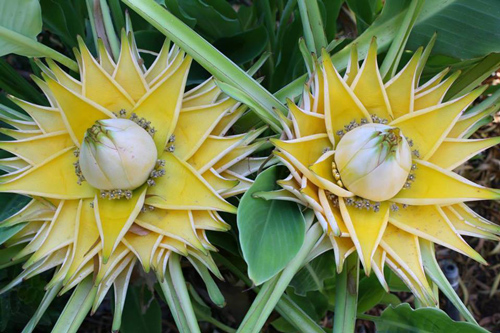 Cây chuối tài lộc có hình dáng 'độc, lạ' ở Việt Nam