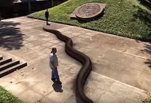 CLIP: Top 10 loài trăn to lớn nhất trên Trái Đất