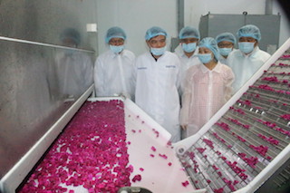 Lavifood thu mua và chế biến thanh long hỗ trợ nông dân Long An giữa dịch do virus Corona