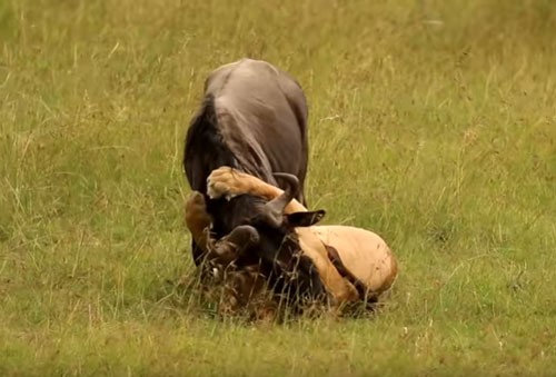 CLIP: Linh dương đầu bò chết thảm dưới nanh vuốt sư tử