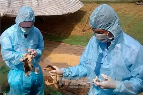 Các địa phương triển khai phòng chống dịch cúm gia cầm H5N6