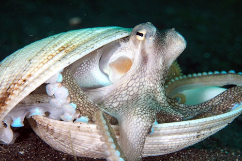 Bạch tuộc trốn trong vỏ trai né ống kính nhiếp ảnh gia