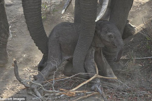 'Xúc động' cảnh đàn voi giúp đỡ voi con mới sinh vấp ngã