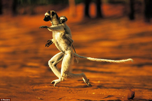 Bộ ảnh động vật hoang dã tuyệt đỉnh của Stephen Moss