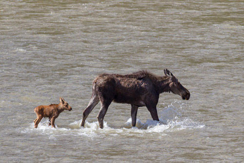 Nai sừng tấm non suýt chết đuối vì sự vô tâm của mẹ