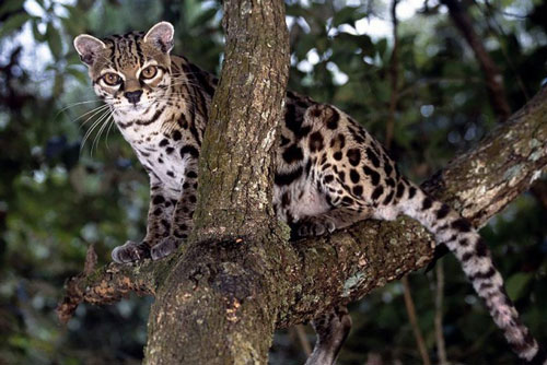 Hé lộ bí ẩn về loài mèo rừng "thành tinh" biết giả giọng khỉ