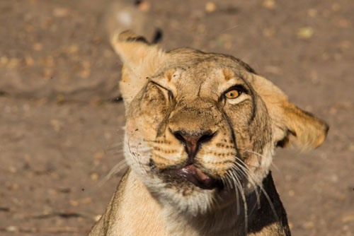 Cư tử cái 'phát rồ' vì bị lũ 'tiểu yêu' chọc ghẹo