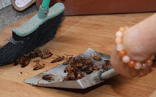 Dùng 1 quả chanh theo cách này, cả bầy kiến, gián cũng phải NỂ SỢ lũ lượt kéo nhau ra khỏi nhà