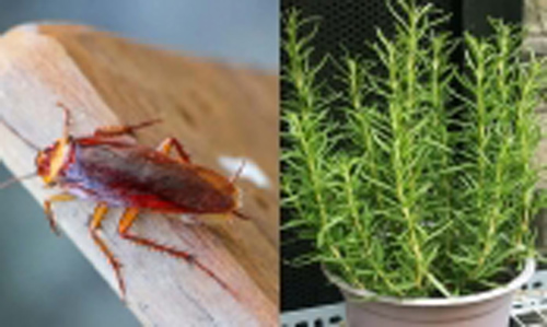 Những loại cây "đuổi" gián tốt hơn bình xịt gấp trăm lần, nhà nào chưa có nên "tậu" ngay