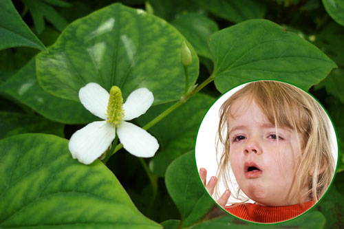 Diếp cá và tác dụng trị ho tuyệt vời dành cho trẻ